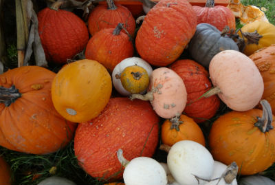 gorgeous gourds