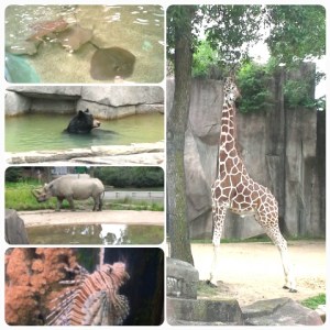 Amazing Animals we saw during a trip to the zoo: Sting Ray touch pool, Bathing bear, Rhino and his reflection in the pond, lion fish, and Giraffe stretching so tall 