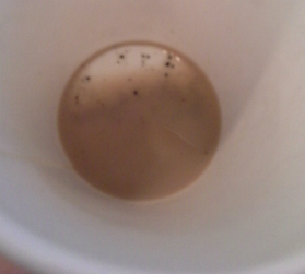 Grounds in my grocery store coffee