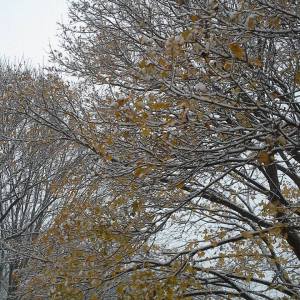 November snow in Wisconsin