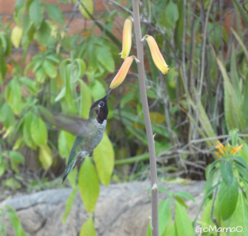 Hummingbird in flight