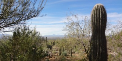 Arizona Sonora Desert Museum view