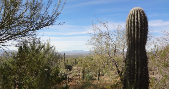 Arizona Sonora Desert Museum view