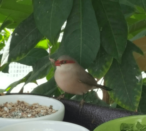 Bird in the butterfly exhibit