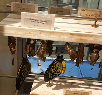 hatching butterflies