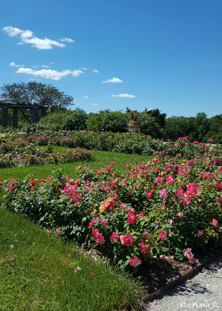 beautiful-view-of-the-rose-garden