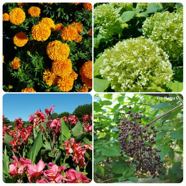 orange-big-hydrageas-tall-blooms-and-berries-closeup