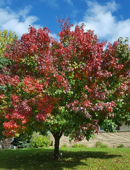 red, green tree in fall