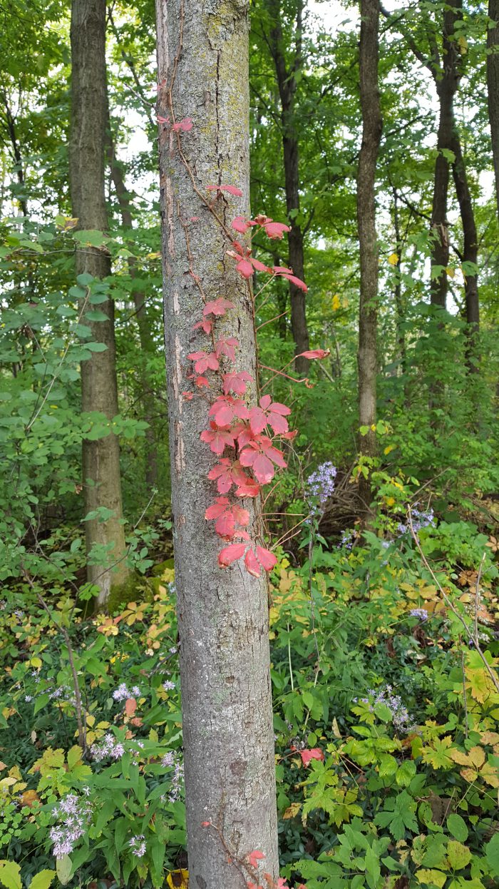 splash of red fall color go mama o