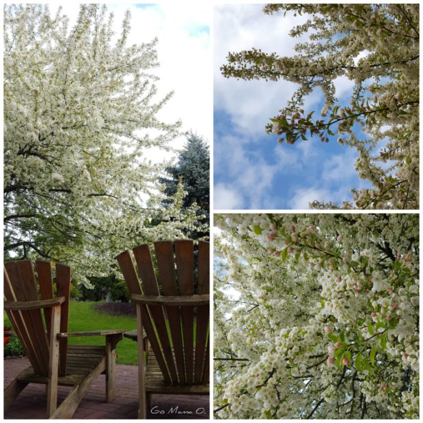 spring blooms Go Mama O