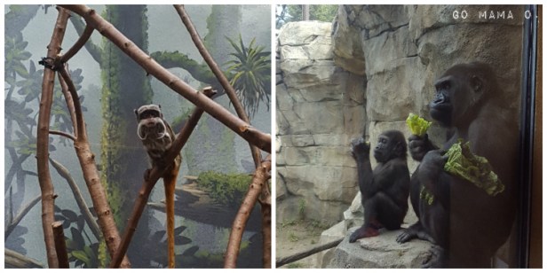 apes and monkey at Como Zoo