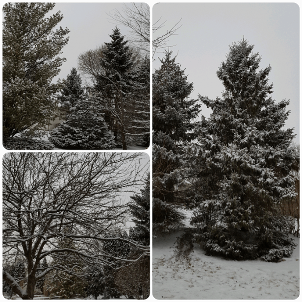 Snow in the evening Go Mama O.