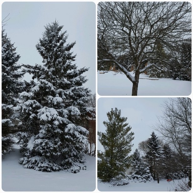 Snow in the morning Go Mama O.