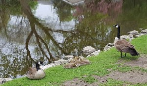geese and babies
