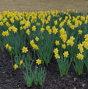 spring flowers in Atlanta