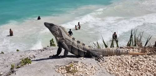 King of the Cliffs at Tulum
