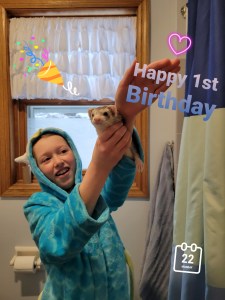 1 year old Ferret Blaze 