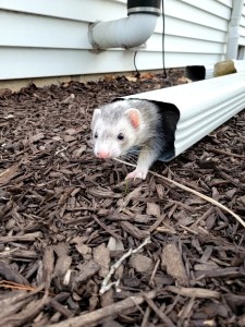 Blaze the ferret in a disconnected downspout