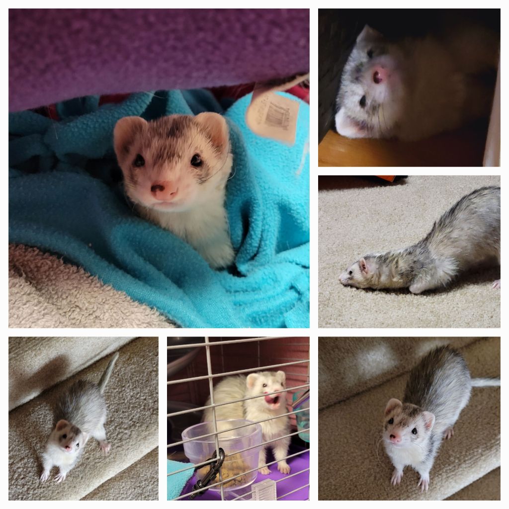 Blaze the ferret on her 3rd birthday. picture collage Go Mama O.