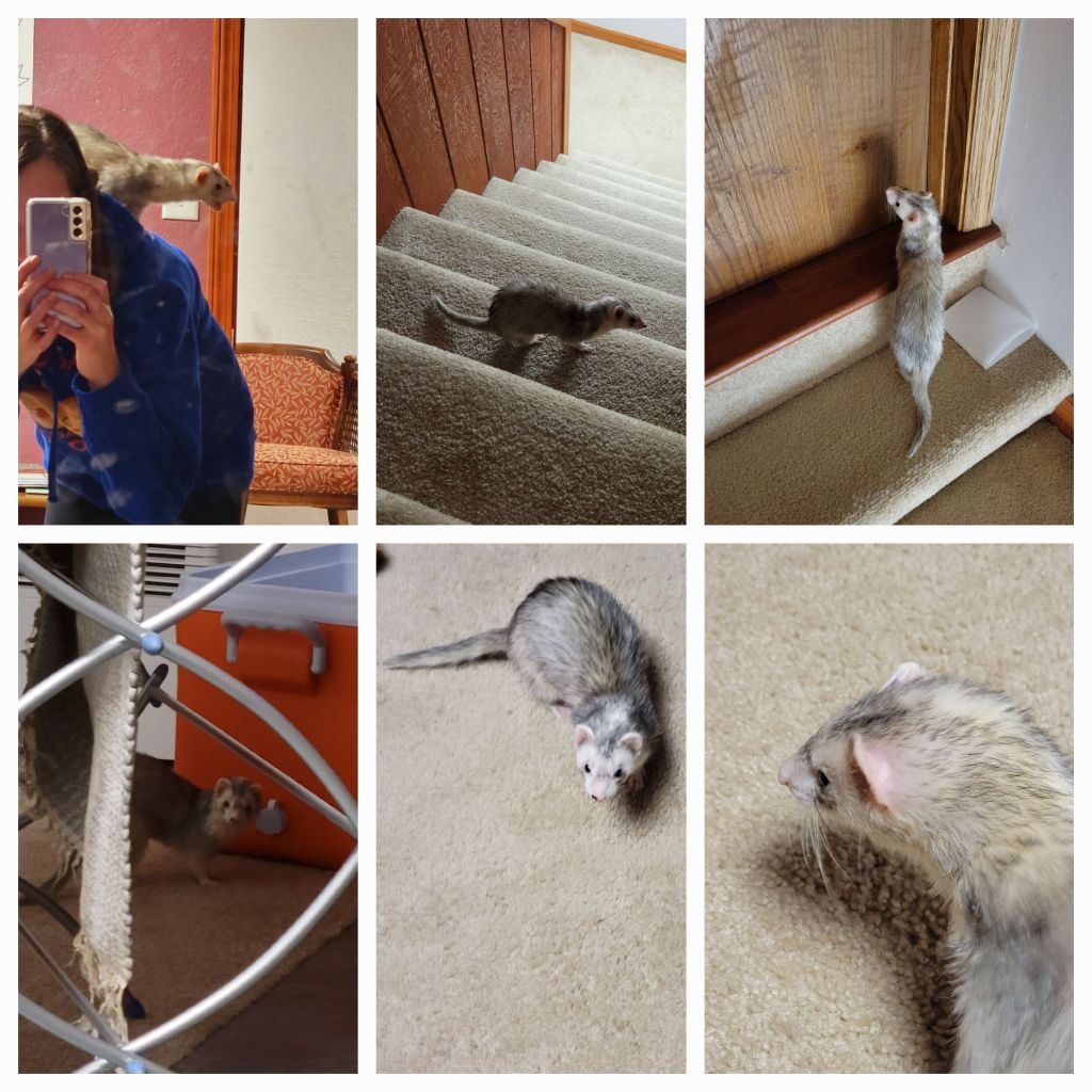 Blaze the ferret in action.  Go Mama O.