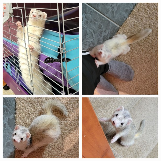 Pictures of Blaze the ferret in the morning Go Mama O