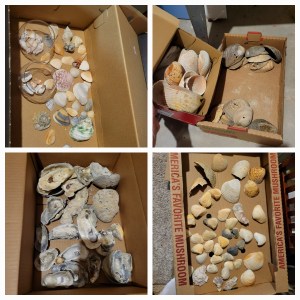 sorted seashells for crafting