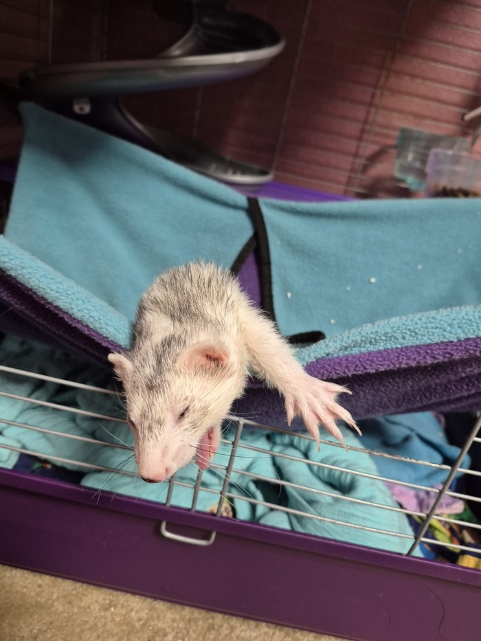 Images of Blaze the ferret waking up in Winter 2025 Go Mama O