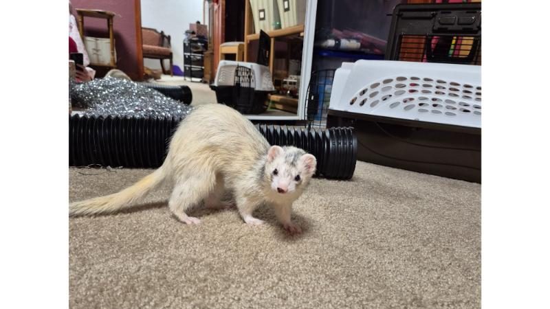 Blaze knows she is being watched