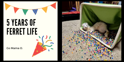 5 years of ferret life