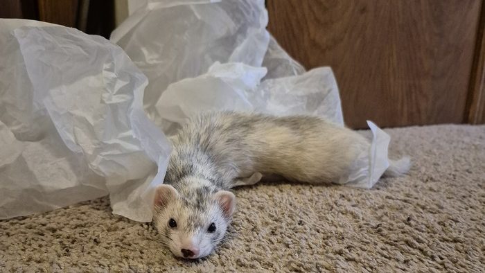 Blaze in a sploot winter 2024