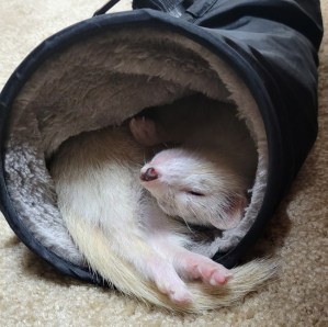 Blaze the ferret napping in her tunnel