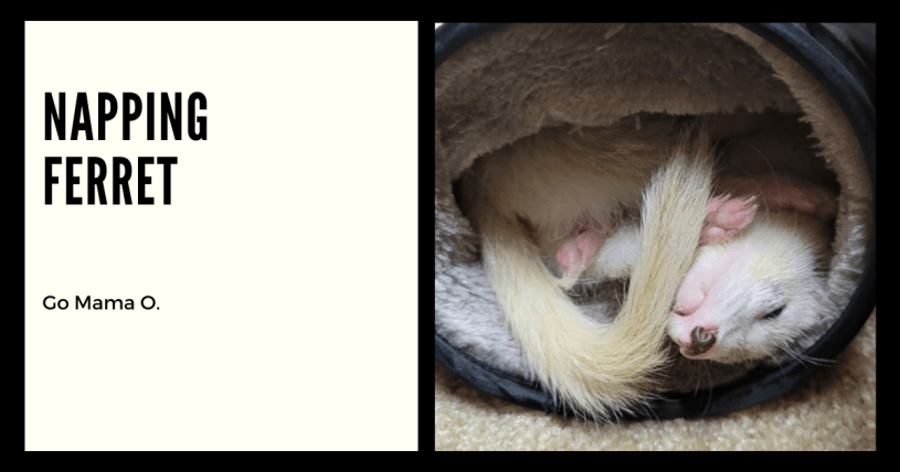 Napping Ferret Blaze on GoMamaO blog
