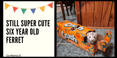 Blaze our six year old ferret in an Orange Crush soda box