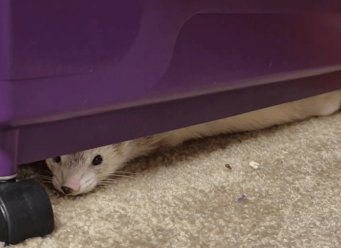 Blaze the ferret hiding under her cage