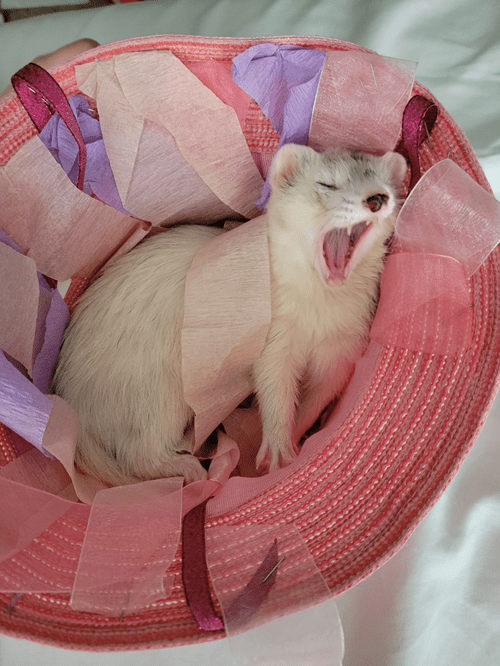 Big yawn for our little ferret Blaze
