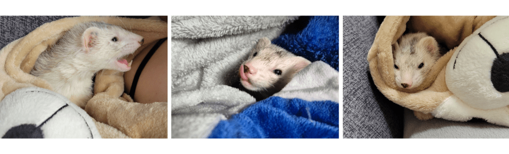 Blaze yawning, licking her lips, and resting in cozy fleece material
