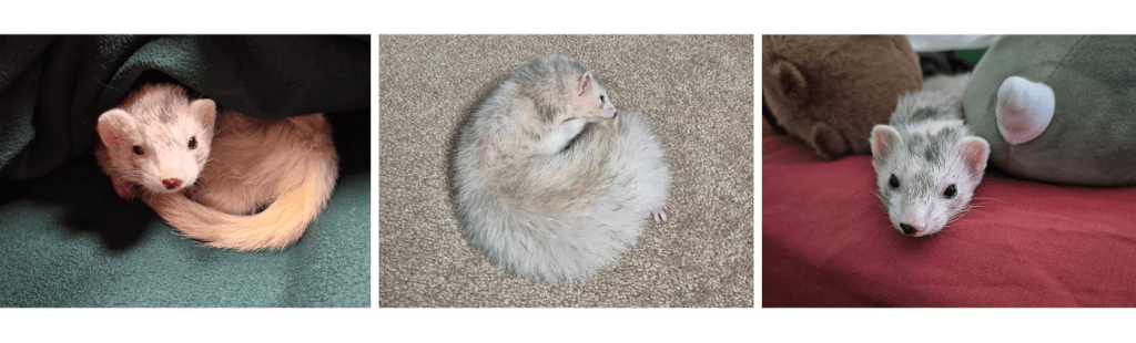 Blaze curled in a circle and resting next to stuffed animals