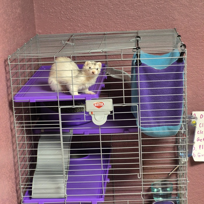Blaze in her ferret cage August 2026