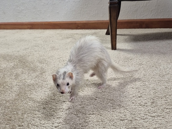 She's alive! Blaze after being found.