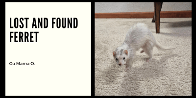 Lost and Found Ferret Go Mama O
