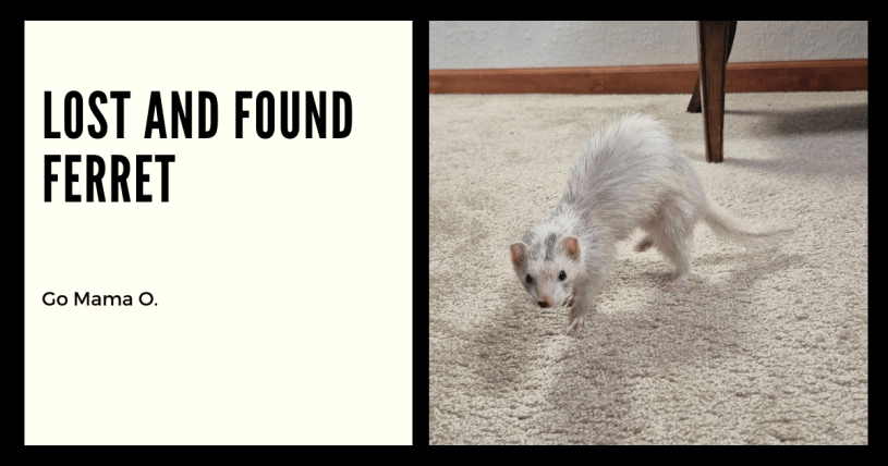 Lost and Found Ferret Go Mama O